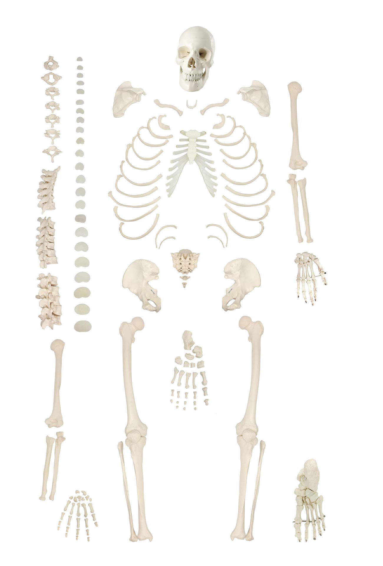 等身大 骨模型 男性 Amazon.co.jp: 等身大男性骨格モデル 完全に関節を