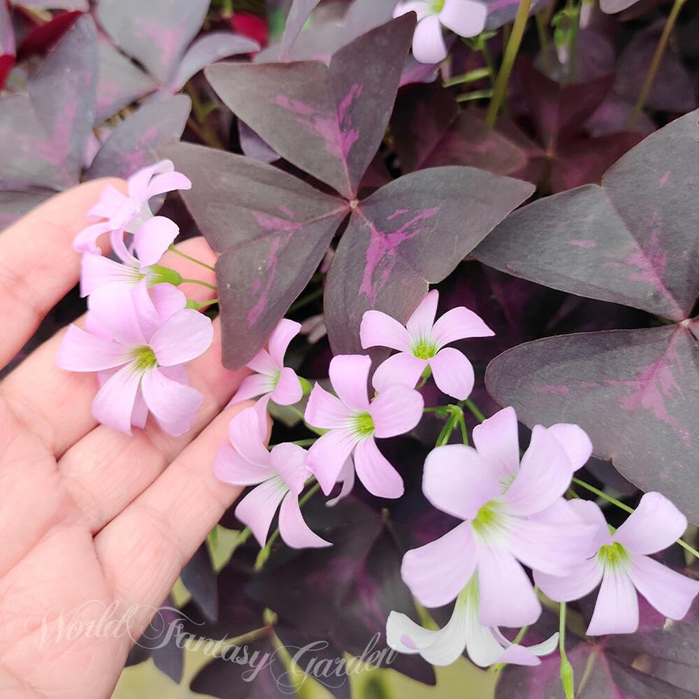 O. triangularis var｜オキザリス トライアングラリス 斑入り②