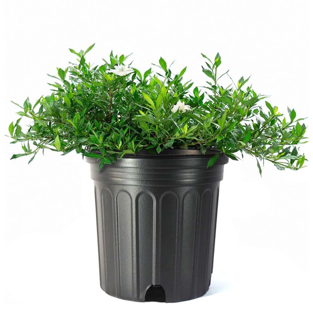 American Plant Exchange Gardenia Radicans