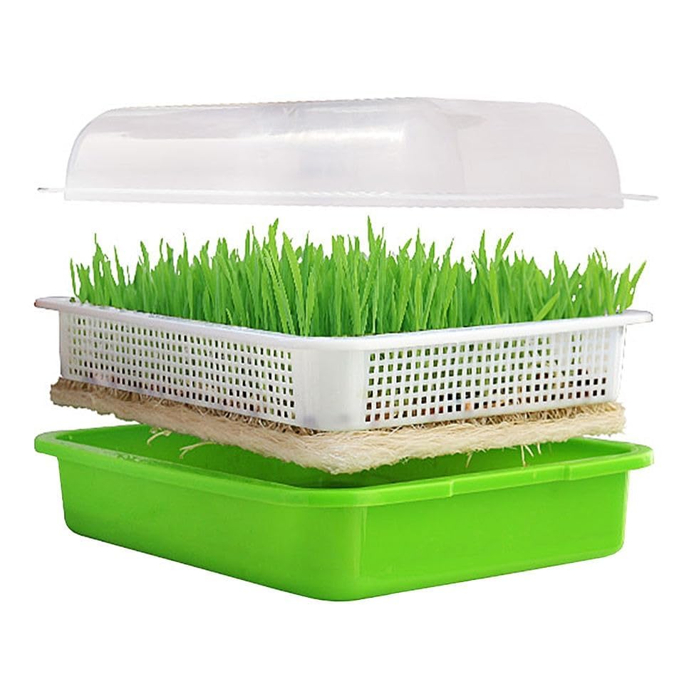 Woodonick Seedling Tray with Lid and Drain Hole, Hydroponics Tray with Cover for Seed Germination, Microgreen and Herbs, Soil Free Seedling Tray (Pack of 1PCs) (B0CLVBY2H2) Amazon Price History, Amazon Price Tracker