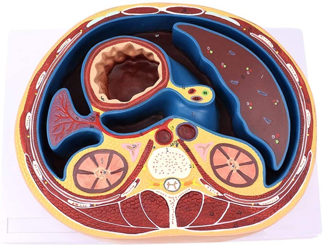 Modello di Addome Umano - Campione Anatomico della Struttura della Capsula A Membrana Piatta - per La Formazione Medica, Kit Scientifici, Materiale di Laboratorio