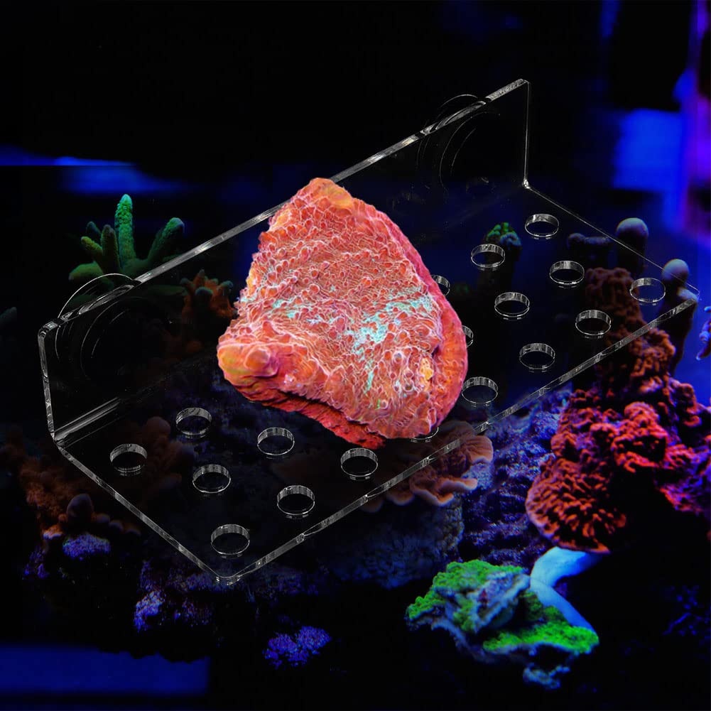 Coral Rack Acuario de acrílico magnético Coral Frag Rack Soporte Base Transparente Tanque de peces Coral Frag Holder Soporte(32 Hole)