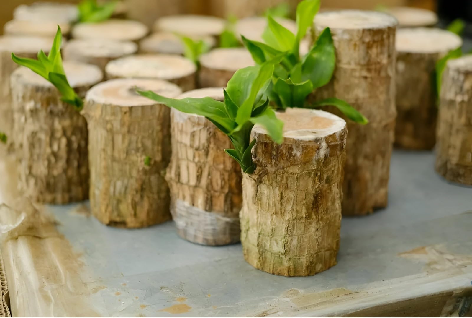 Combo pack of 3 Pcs Lucky Brazil Wood Potted Plant, Indoor Live Lucky Plant Brazilian Wood for Living Room, Kitchen Feng Shui lucky bamboo (without pot)-image-10