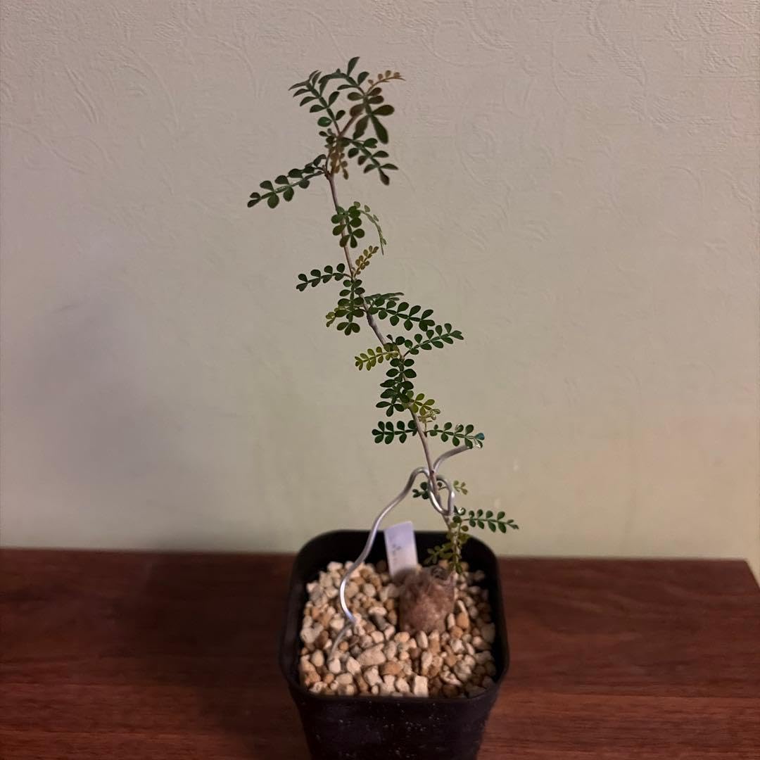 観葉植物 オペルクリカリアパキプス 根差し④ 3年目 塊根植物
