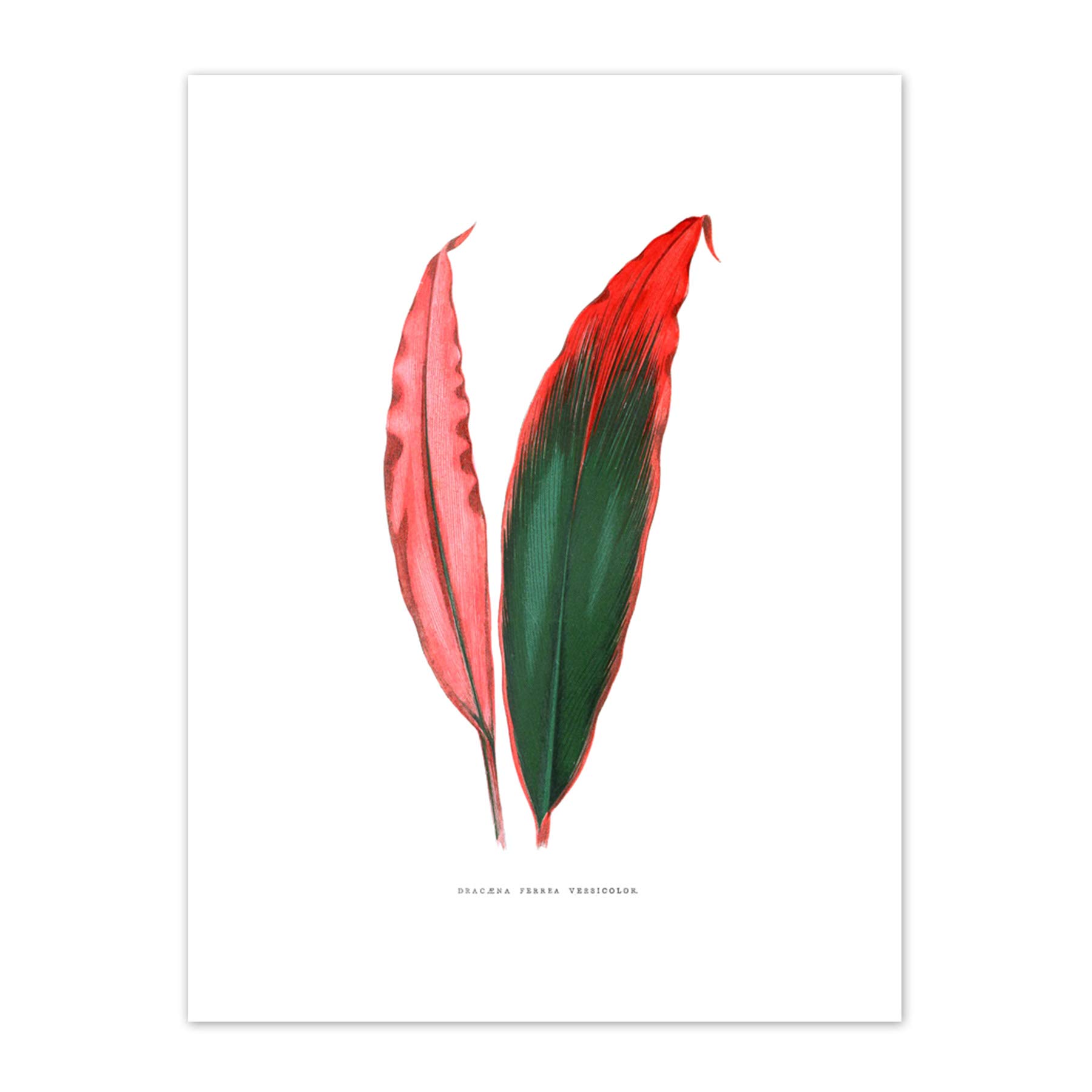 Wee Blue Coo Leaf Dracaena Ferrea Versicolor Art Print Canvas Premium Wall Decor Poster