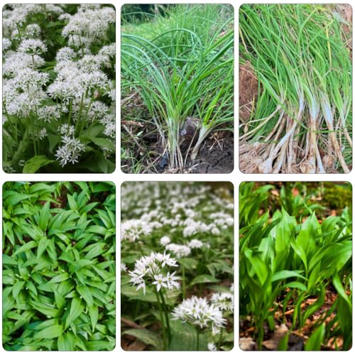 Aglio Orsino giardino di semi da balcone parterre selvatici, autunno, semi selvatici perenni medicinali primavera 450pcs