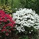 Gardeners Dream Japanischer Rhododendron