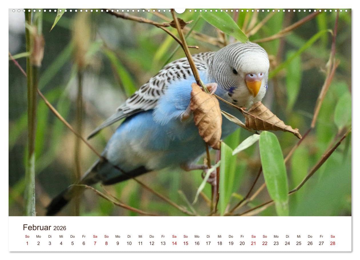 Wellensittiche - der NEUE Kalender (Wandkalender 2026 DIN A2 quer), CALVENDO Monatskalender: Ein prachtvolles Titelbild und zwölf herzergreifende ... zu einem wahren Hingucker! (CALVENDO Tiere)