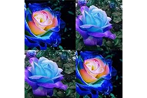 200+ Rare Blue Pink Rose Seeds for Planting