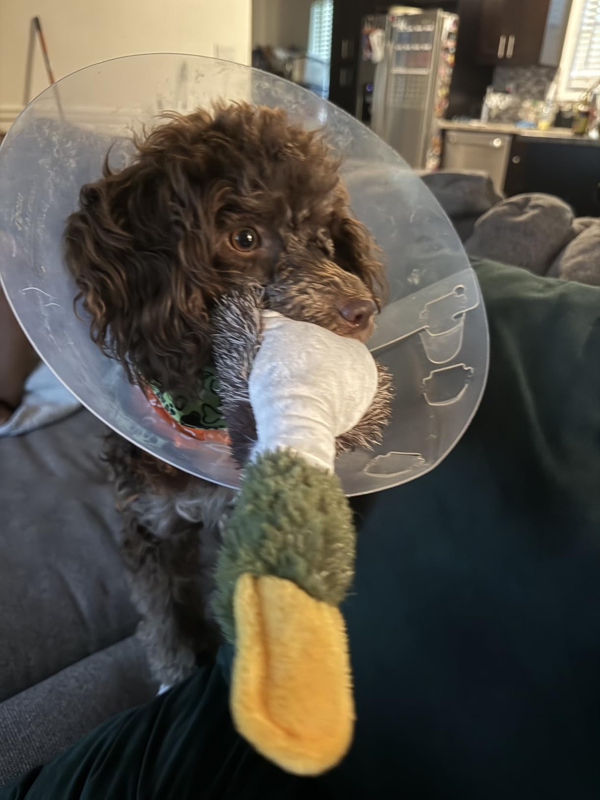 Best Pet Supplies Crinkle Dog Toy for Small, Medium, and Large Breeds, Cute No Stuffing Duck with Soft Squeaker, Fun for Indoor Puppies and Senior Pups, Plush No Mess Chew and Play - Yellow