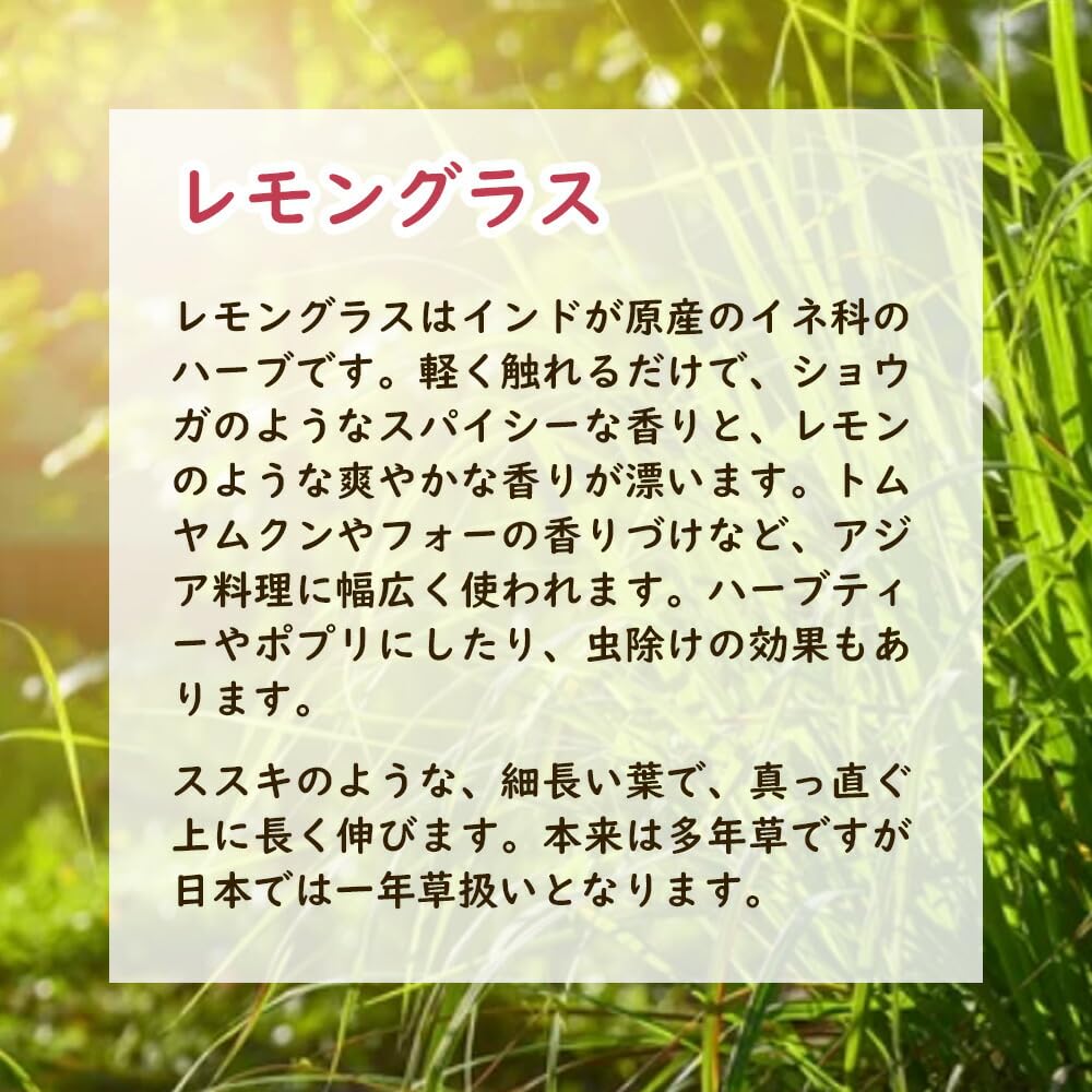 Amazon.co.jp: ノーブランド レモングラス ハーブ 苗 9cmポット