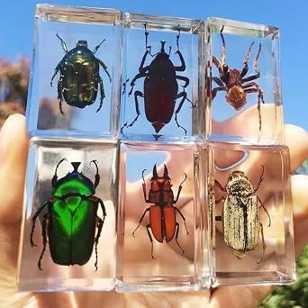 6pcs Random Insect Specimen Transparent Resin Simulation Spider Autumn Turtle Golden Turtle Scorpion Model Education Science Popularization Decoration