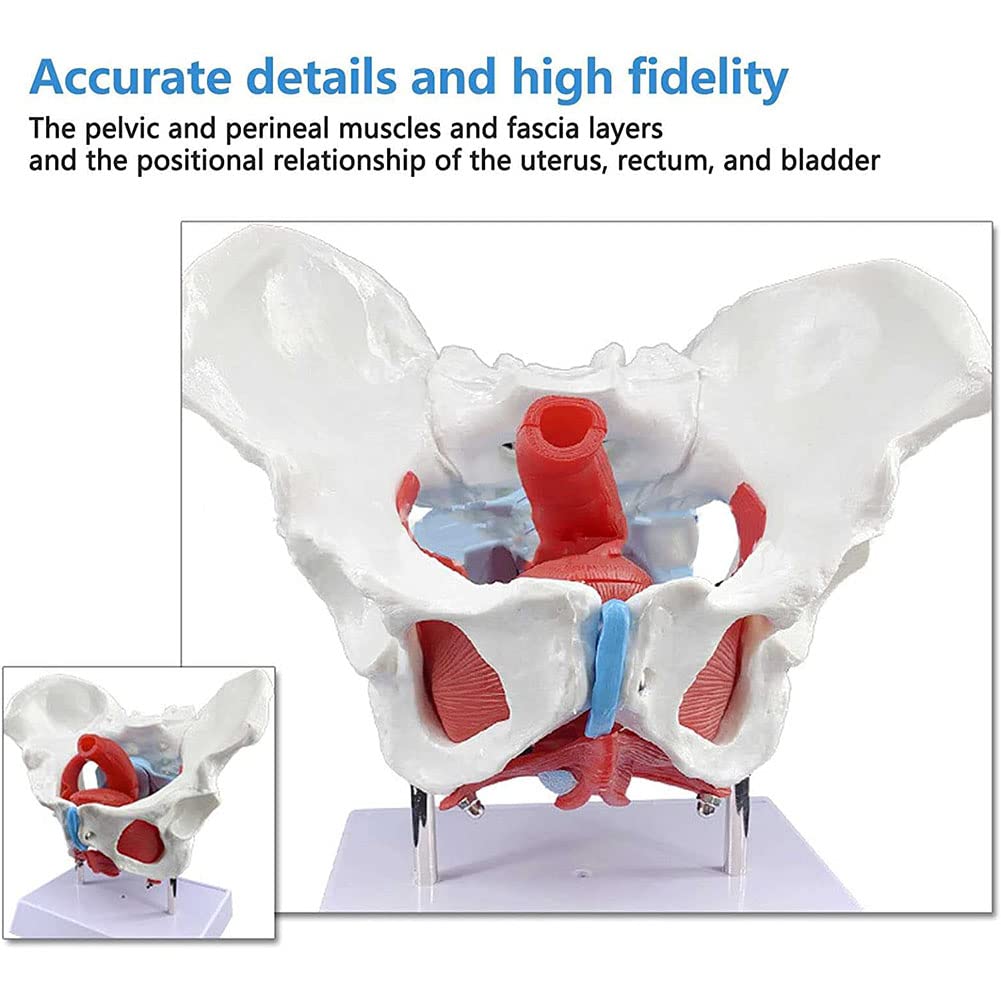 Modello di scheletro pelvico femminile a grandezza naturale, modello anatomico medico staccabile con muscoli del pavimento pelvico per pratica infermieristica e educazione alla salute