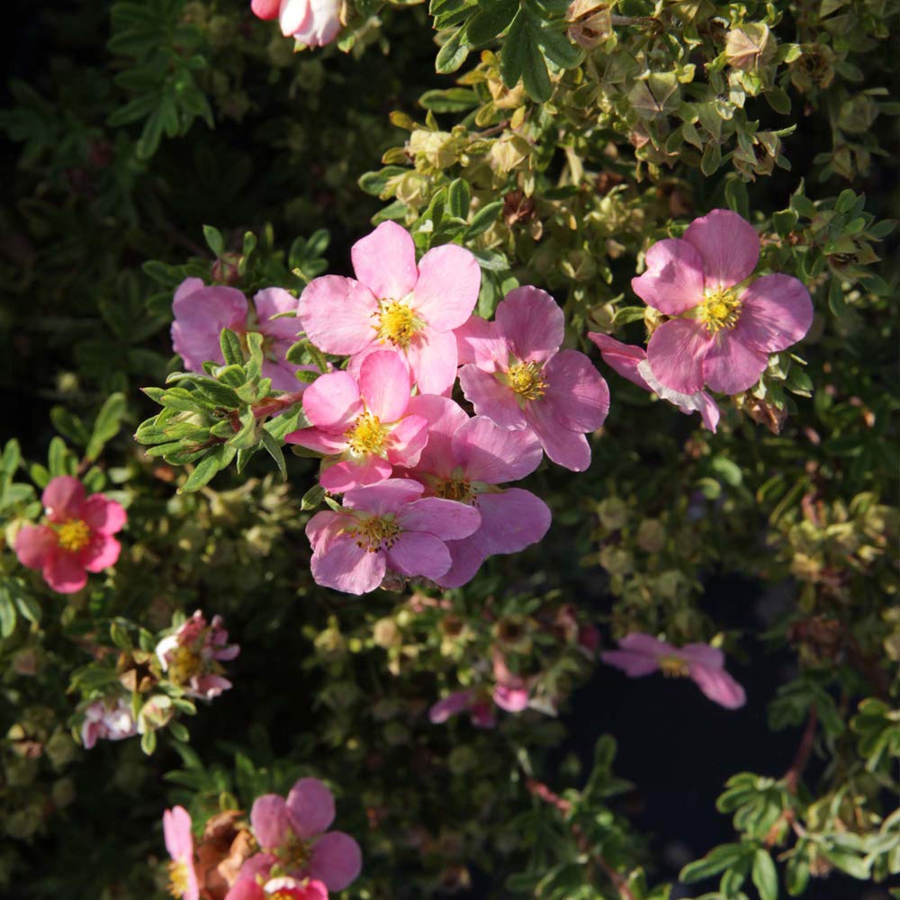 Potted Hardy Garden Shrub Potentilla for Gardens & Outdoors, Producing Pink Flowers During Summer, 1 x Potentilla Pink Paradise (Cinquefoil) Plant in a 3.5 Litre Pot by Thompson & Morgan