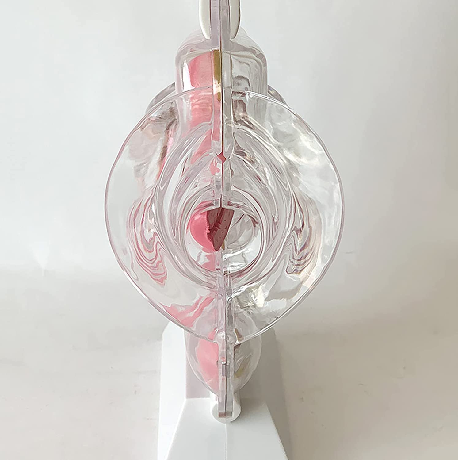 Transparentes Uterus-Modell Demonstration des Menstruationstassen-Verhütungslehrmodells Fortpflanzungsorgan Anatomisches Modell des Uterinen Fortpflanzungssystems des Becken-Eierstocks