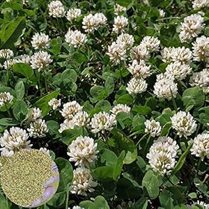 Zaden voor het planten,100st Witte Hollandse Klaver Zaden Tuin Balkon Bonsai Bloemplant Woondecoratie – Dutch Clover…