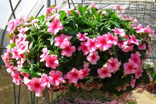 OhhSome Flower Seeds Cape Vinca Periwinkle Gorgeous Color 20 Seeds Kitchen Garden Seeds Pack - Eco" (B07YP7NR4X) Amazon Price History, Amazon Price Tracker