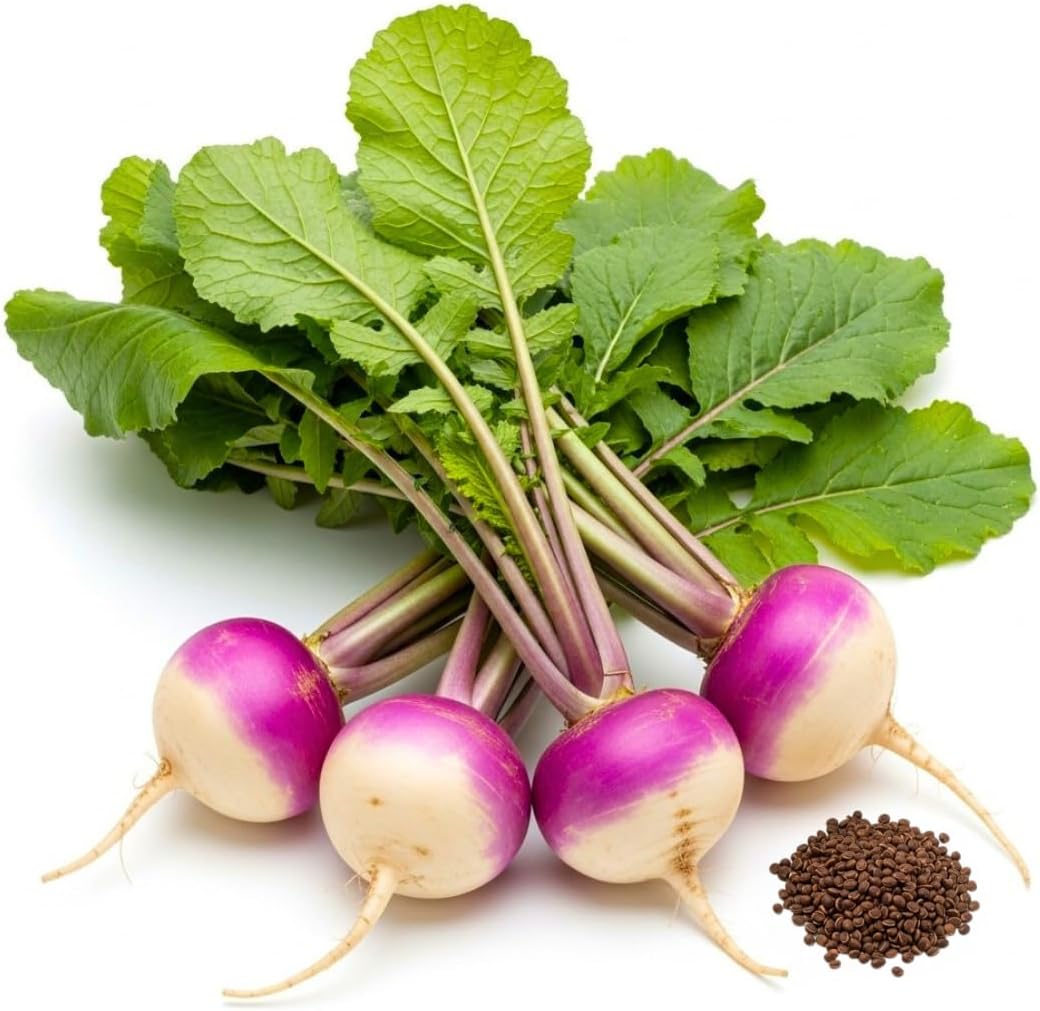 Bulk Purple Top Turnips Seeds for Food Plot or Cover Crop - Brassica Rapa Purple Top Turnip Forage Radishes (10 Pounds)