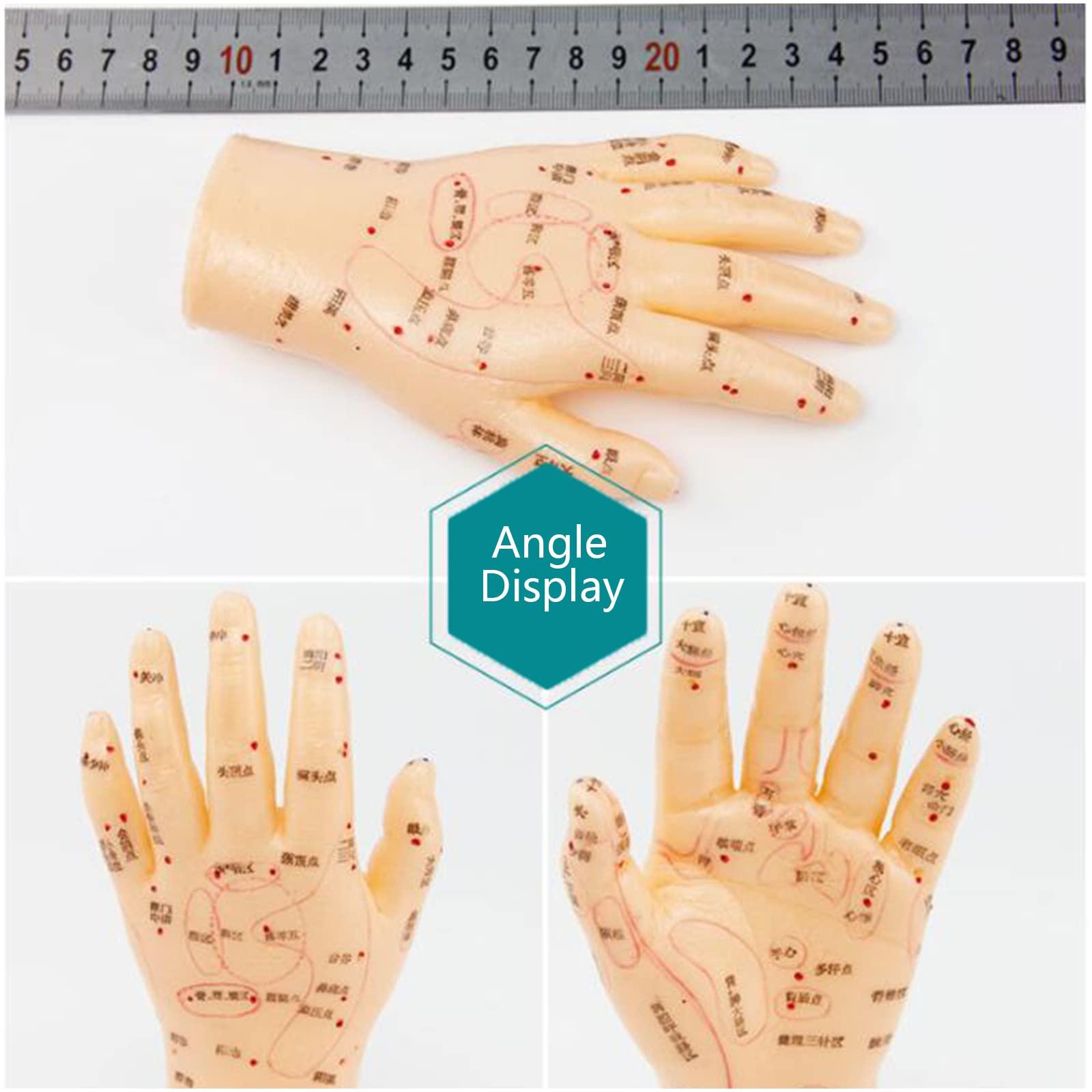 Amazon.co.jp: 手の鍼モデル、手のツボマッサージエリアの教育ツール