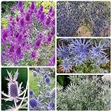 Eryngium planum - bodendecker winterharte für garten alte sorten gartenpflanzen winterhart...