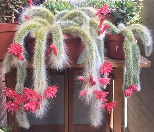 Live Monkey Tail Cactus Plant Cleistocactus Cactus Plant Monkey Tail Succulent Plant Monkey Tail Well Rooted 4 Inch Pot Live Monkey Tail Cactus Plant Cleistocactus Cactus Plant Monkey Tail Succulent Plant Monkey Tail Well Rooted 4 Inch Pot
