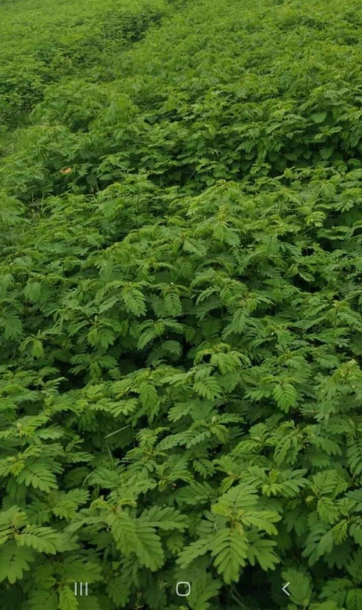 Dashrath Grass Seeds/Dasharath Ghas Seed/Hedge lucerne/Velimsal.250gram Yash Goat Farm & Seeds (B09QK4BJNG) Amazon Price History, Amazon Price Tracker
