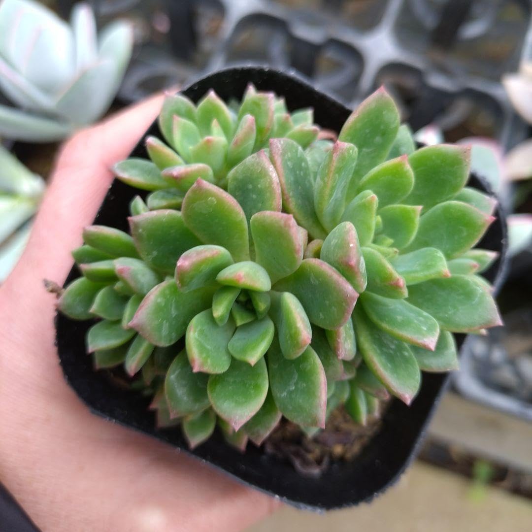 Amazon.co.jp: 多肉植物 エメラルドリップ もりもり抜き苗古株 : ホビー