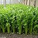 Produktbild SKAISK Premium Selleriesamen Bio Gemüsesamen (100 Teile Paket), hohe Keimrate, Nicht GVO Gemüsesamen für Hausgarten Hof Outdoor Indoor Pflanzen
