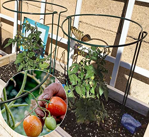 Tcbwfy 10 Pack Garden Supports For Plants Metal 10 Inch Wide X 24 Inch High Interlock Half Round Garden Plant Support Ring Border Support Plant Support Ring Cage For Rose Flowers Vine Tomato thumb #5