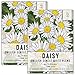 Package of 1,000 Seeds, English Daisy "Single White" (Bellis perennis) Seeds By Seed Needs