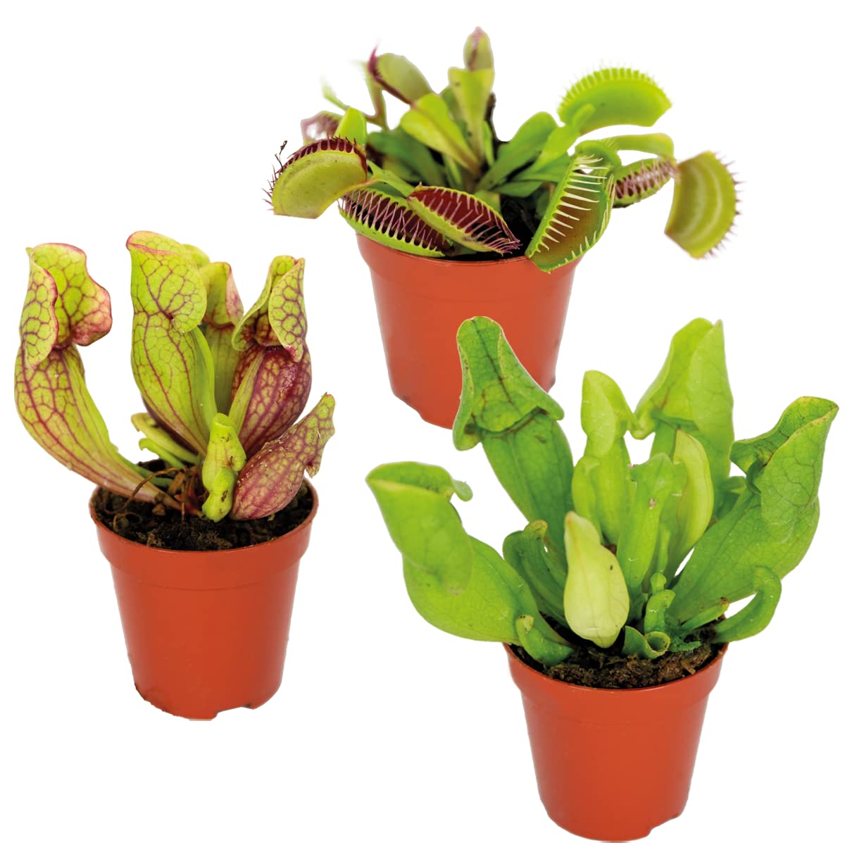 Bloomique - Lot de 3 - Plantes carnivores - Mélange - Plantes d’intérieur - Faciles d’entretien - 5-10 cm