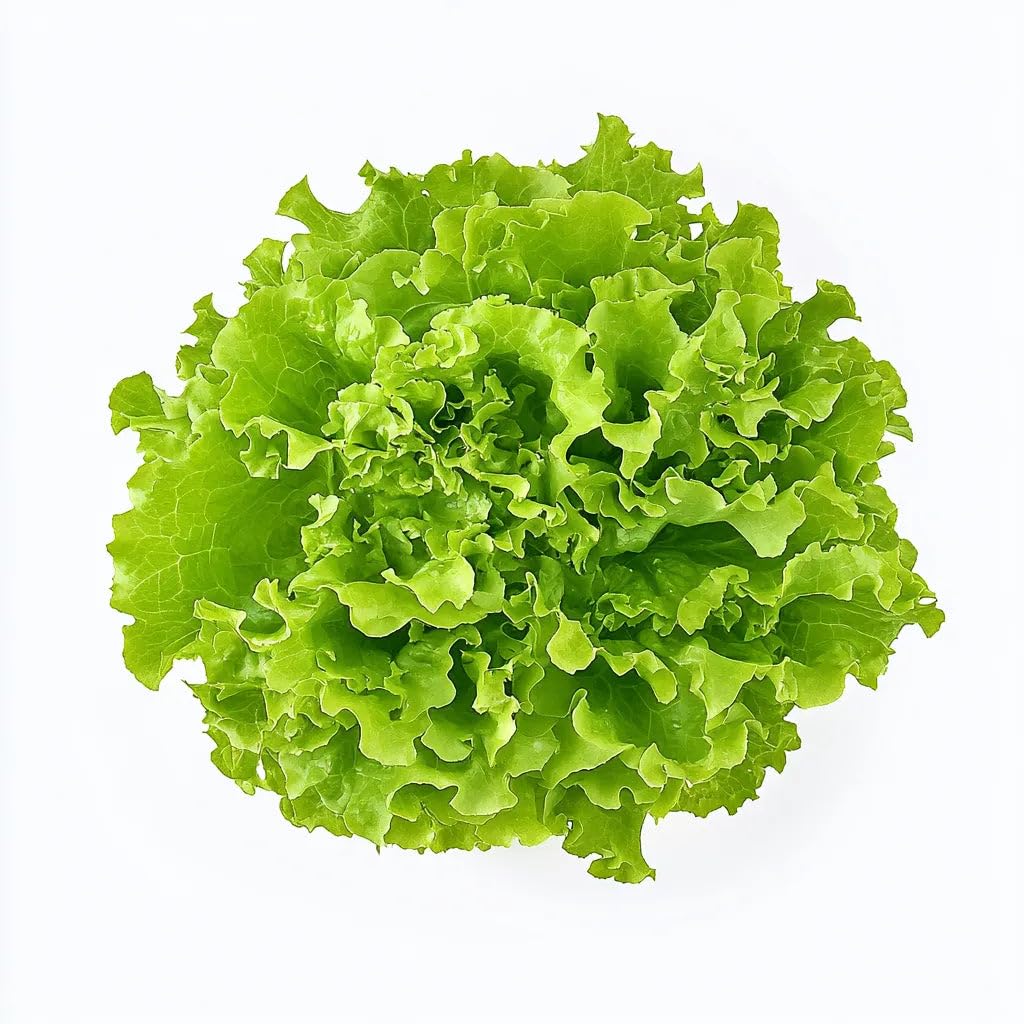 250 Batavia Lettuce Seeds - SemiSauvage Permaculture