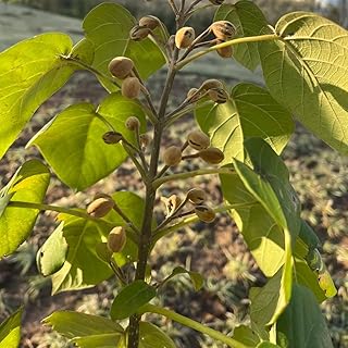 semillas de campanilla azul, interior paulownia resistentes balcón camas elevadas jardín 80pcs