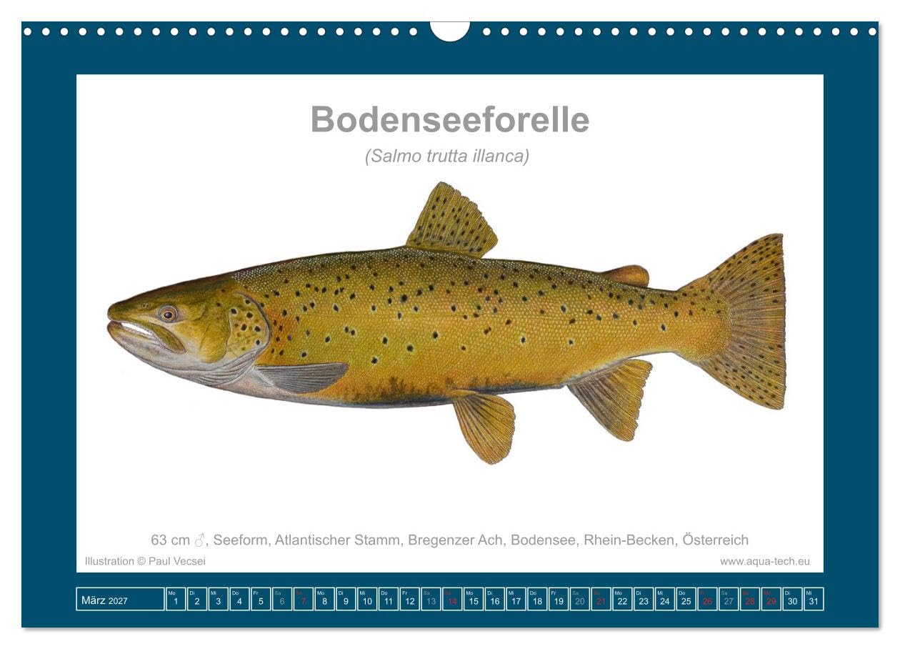 Fisch als Kunst 2027: Seeforellen (Wandkalender 2027 DIN A3 quer), CALVENDO Monatskalender: Mit 13 wissenschaftlichen Farbillustrationen (CALVENDO Tiere)