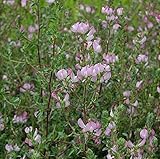 Dornige Hauhechel - Ononis spinosa - lebende Gartenpflanze aus den Baumschulen