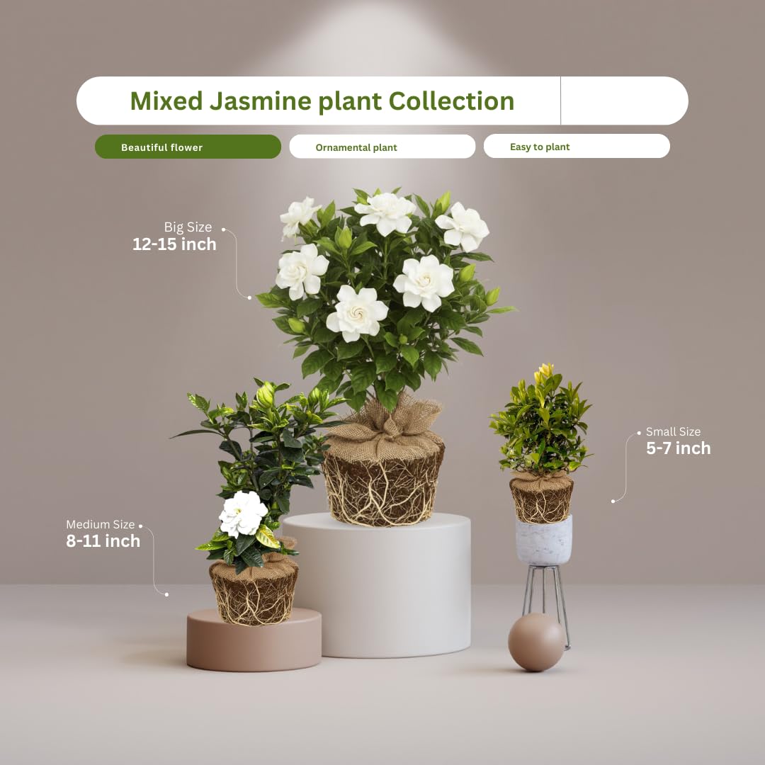 Amazon.com : 2 Jasmine Plants Live, Jasmine Flower Plant, 5 Inc
