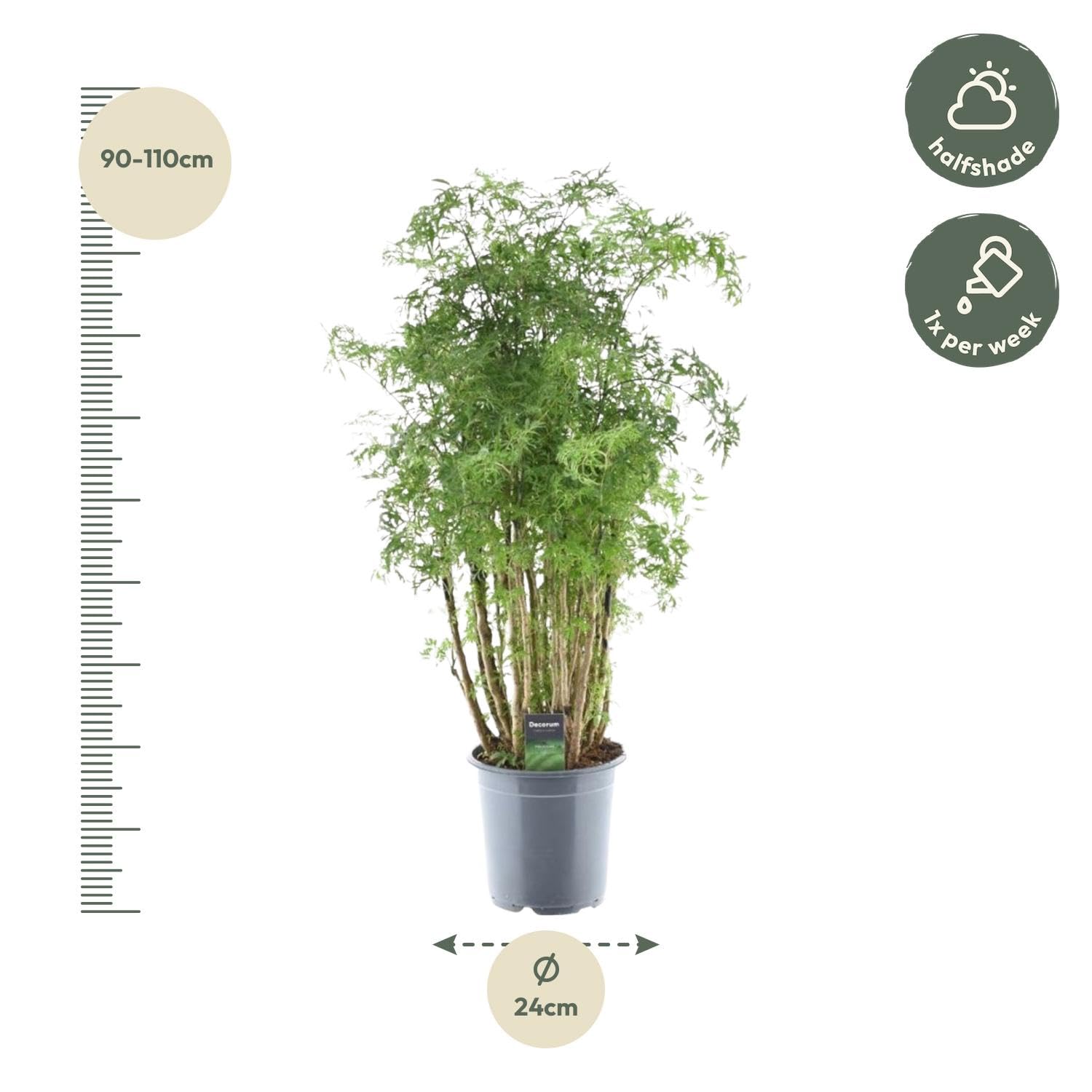Exotenherz Polyscias hawaiiana "Ming", albero di prezzemolo, altezza circa 100 cm