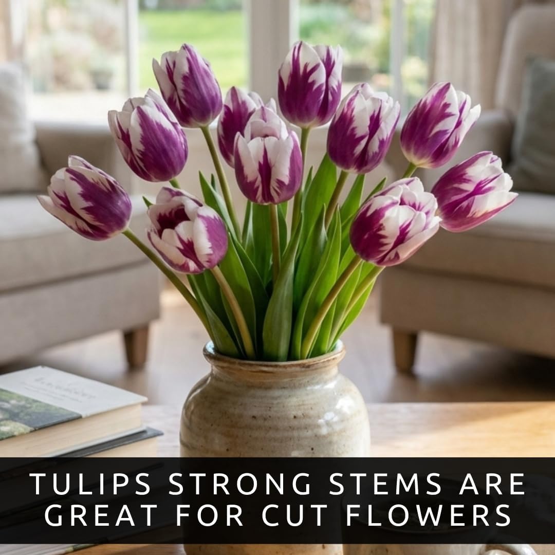 Purple and White Tulip Bulbs for Planting - Purple Flaming Flag Tulips, Perennial Blooms for Landscape Garden or Container Growing (50 Bulbs)