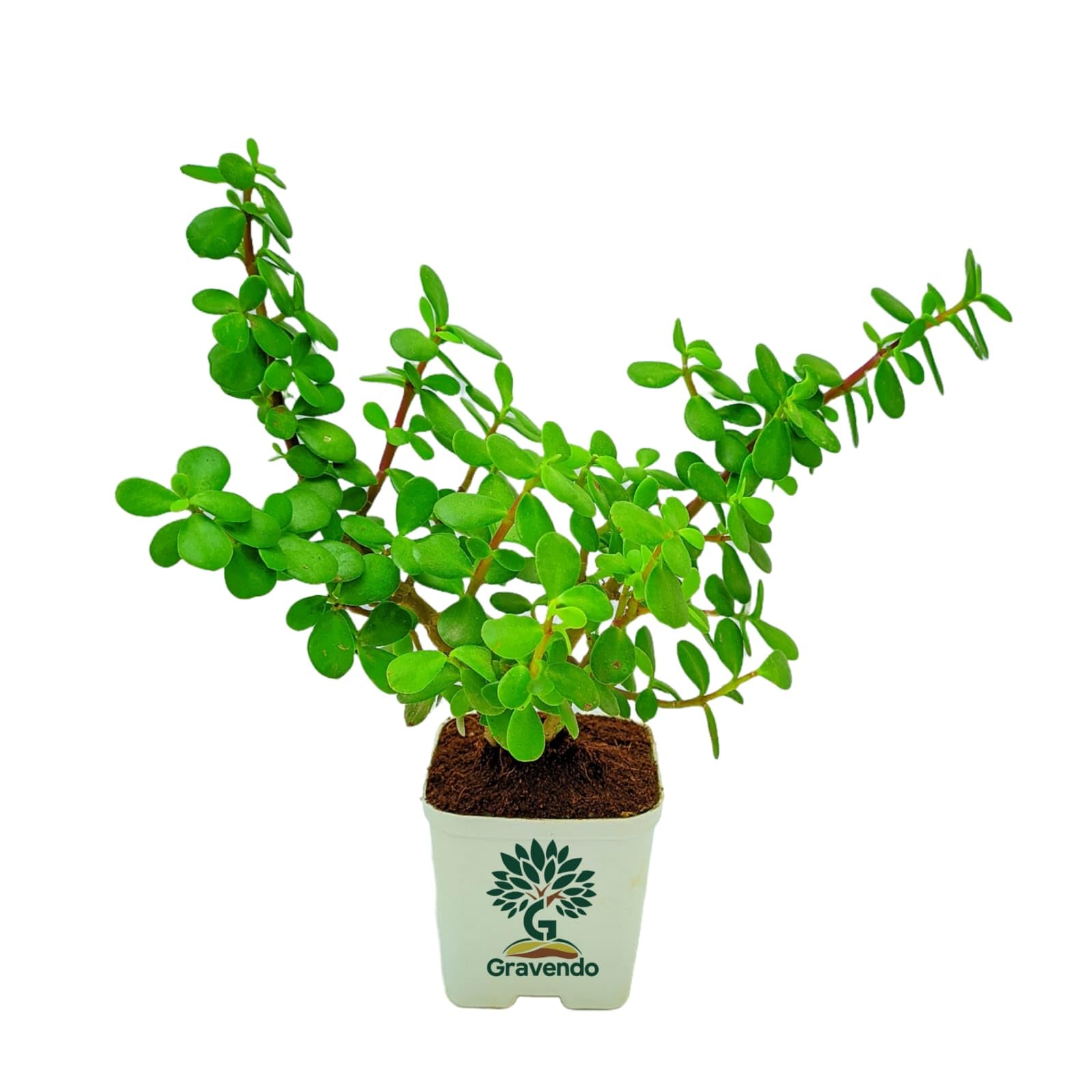 Gravendo Jade Plant crassula ovata | Live Healthy Good Luck Plant For Vastu, Home & Office Desk For Indoor Gardening | Pack Of 1 | small plant with White Pot (B0C5VT65K6) Amazon Price History, Amazon Price Tracker