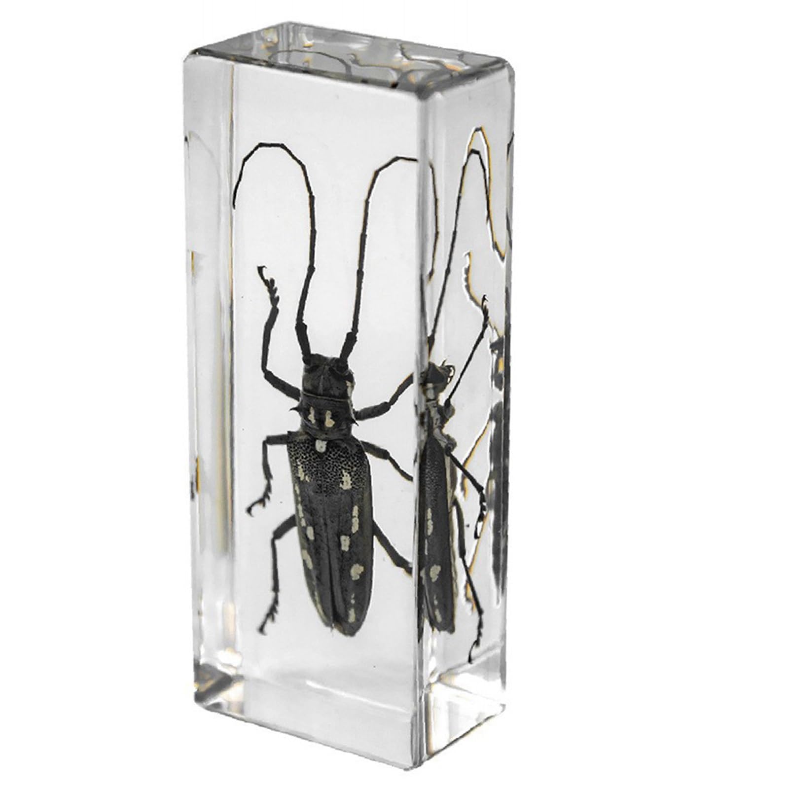 ALMASI Insect specimens,Real Specimens of Various Insect Made of Resin, Used for Science Classroom Science Education Animal Specimens, Bug Preserved,Oddities, Biology(Longhorn ox)