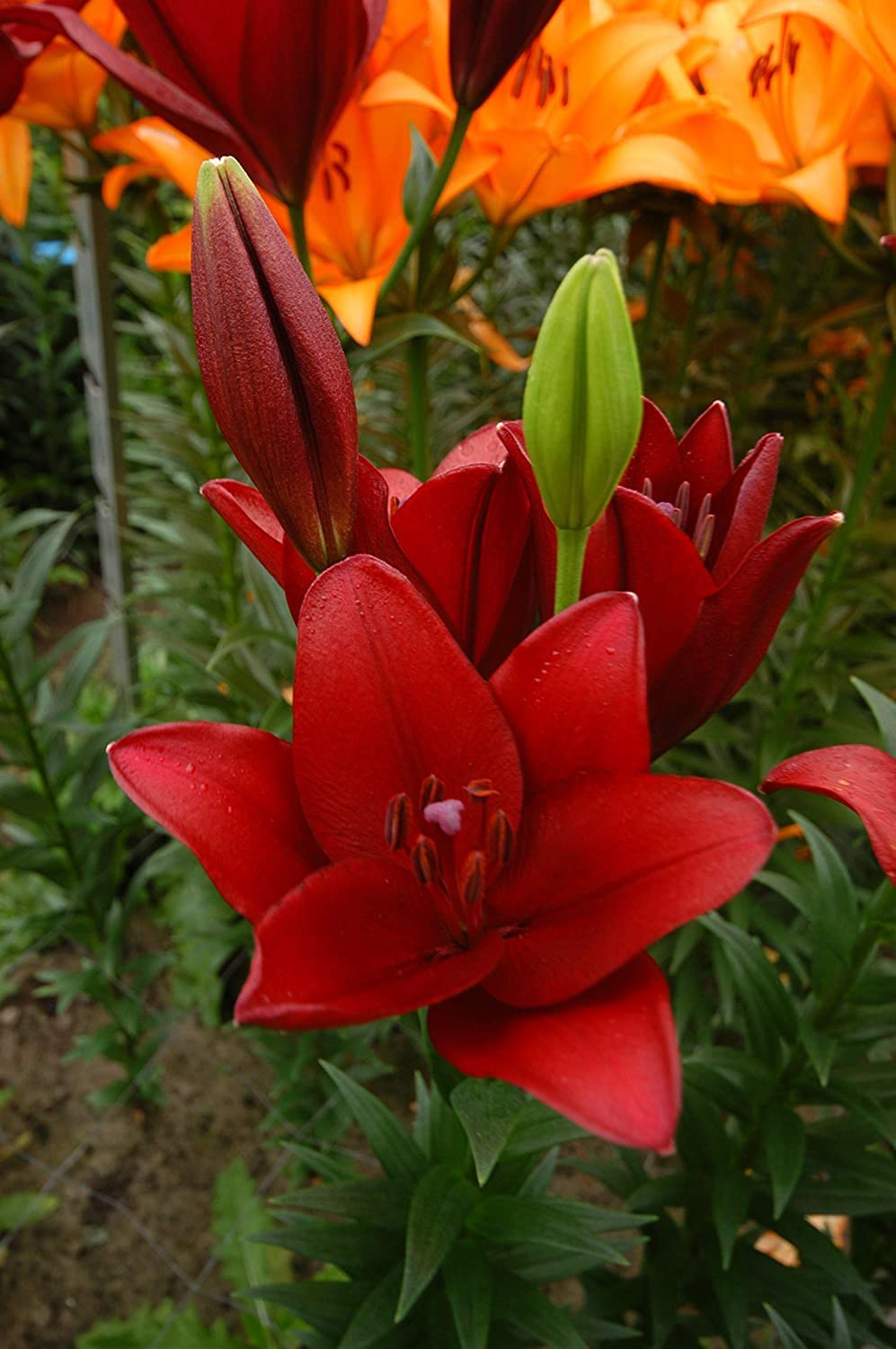 Zabbus Oriental Lily Flower Bulbs Imported Flower Bulbs for Winter Season (2 Bulbs) Red-image-23
