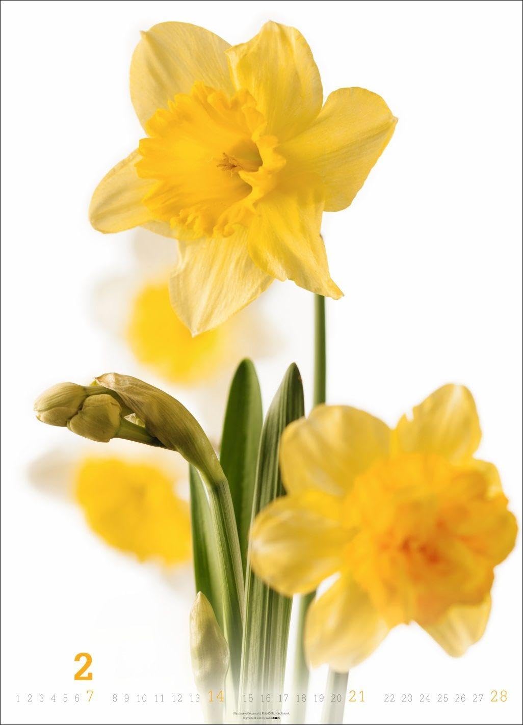 Blütenbilder Kalender 2027: Großer Jahres-Wandkalender mit stilvollen Fotos prachtvoller Blüten. Blumen-Kalender für die Wand. 49 x 68 cm. Hochformat