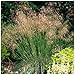 Produktbild 1 x Stipa gigantea im 1 Liter Topf (Ziergras/Gräser/Winterhart/Mehrjährig/Staude/Stauden) Riesen Federgras - Das goldene Highlight für stilvolle Gärten - Blickfang - von Stauden Gänge