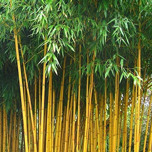 Soil Savers Live Golden Bamboo Plant Holy And Fengsui Golden Bamboo Live Plant With Black Plastic Pot 4 Inch Size (B0C7Q9DMGF) Amazon Price History, Amazon Price Tracker