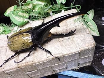 オマツリボラ特大　212ミリ 特大サイズ！長角血統！ヘラクレスオオカブト☆♂165ミリ♀75