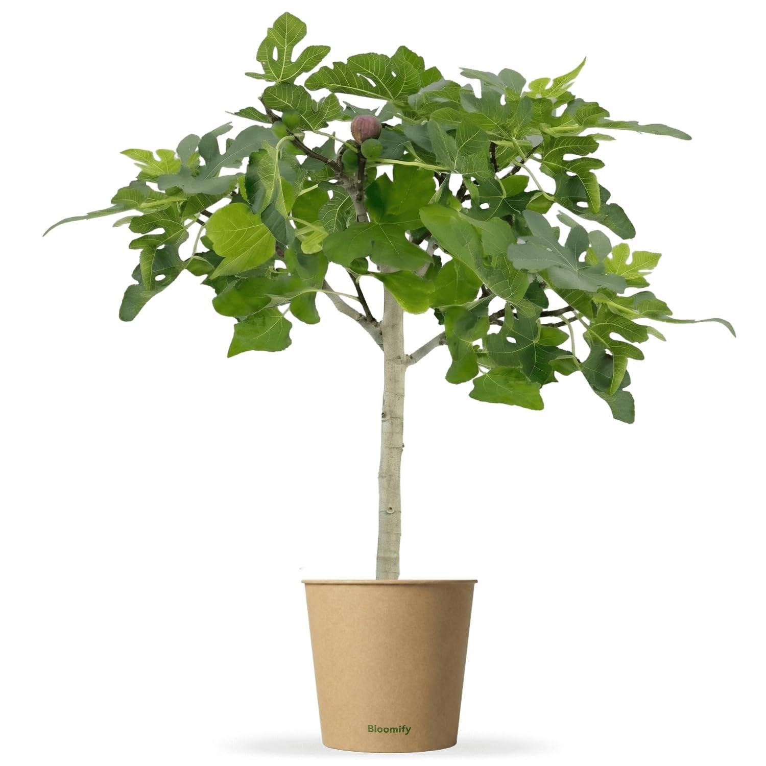 Bloomify® Balkon-Feigenbaum "Flavio" | 80 bis 100 cm großer winterharter Feigenbaum | ertragreiche und pflegeleichte Feige für Garten oder Topf | besonders süße, leckere Früchte | selbstbefruchtend