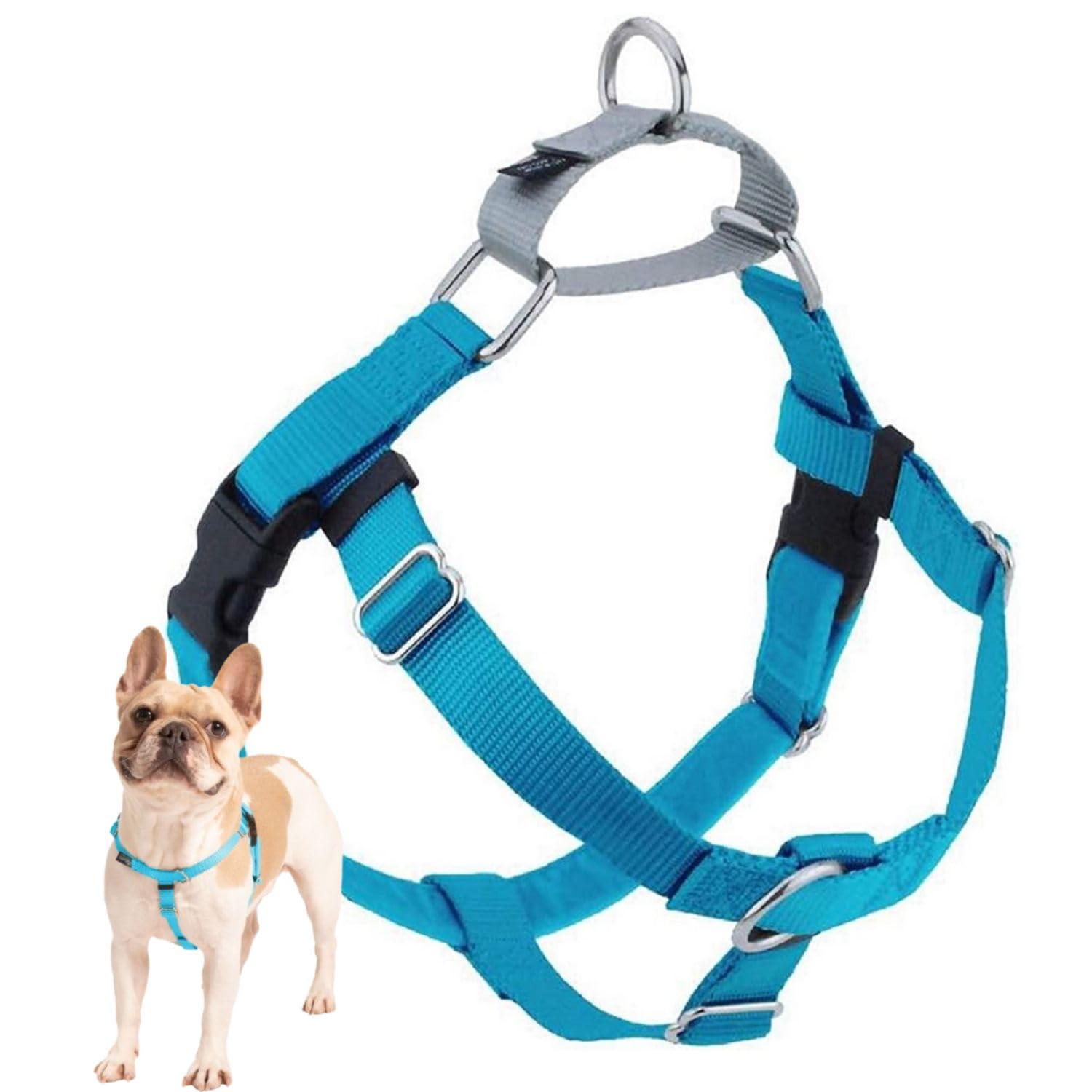 2 Hounds Design Freedom No Pull Dog Harness, Adjustable Harness, Easy Walking & Comfortable Control, Fits Small, Medium & Large Dogs, Solid Colors, Made in USA, 1" LG, Turquoise