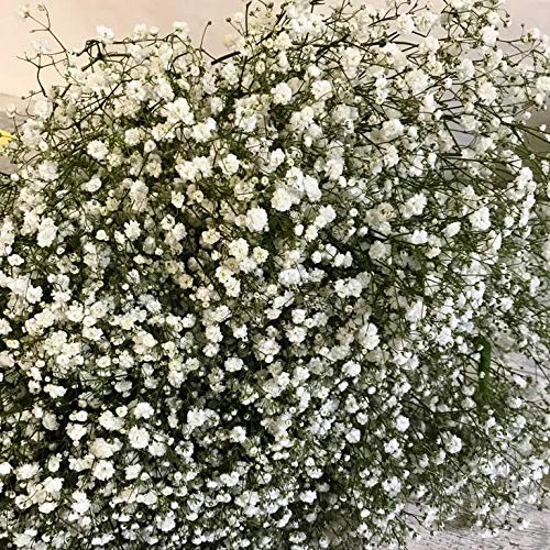 Ramo Gypsophilla Paniculata Natural 25 tallos PORTES GRATIS