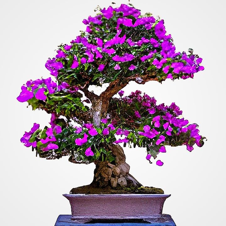 Zoropic Enterprise Special Vietnames Bonsai Beautiful Bluebell Flower Plant.For Home Garden Outdoor Plant.Pack Of 01.Without pot (B0DC1SP682) Amazon Price History, Amazon Price Tracker