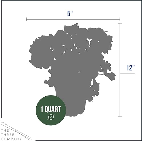 Miniatura 5 de Geranios zonales de floración viva rosa (3 plantas por paquete), hermosas flores de primaveraverano, 12 pulgadas de alto por 5 pulgadas de ancho en